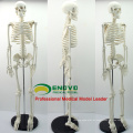 SKELETON06 (12366) Medizin Wissenschaft Klassische Medizinische Anatomie Standard 85 cm Menschen Skelett Modell Puppe